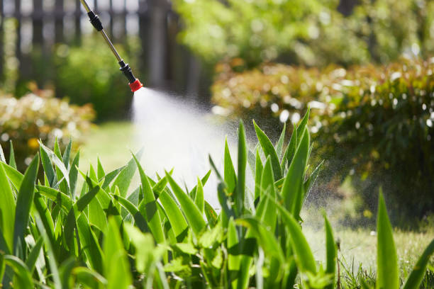 24/7 Emergency Termite Control experts in Shingletown, CA